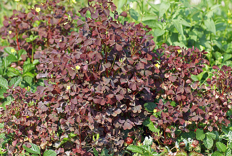 Image of Oxalis stricta specimen.