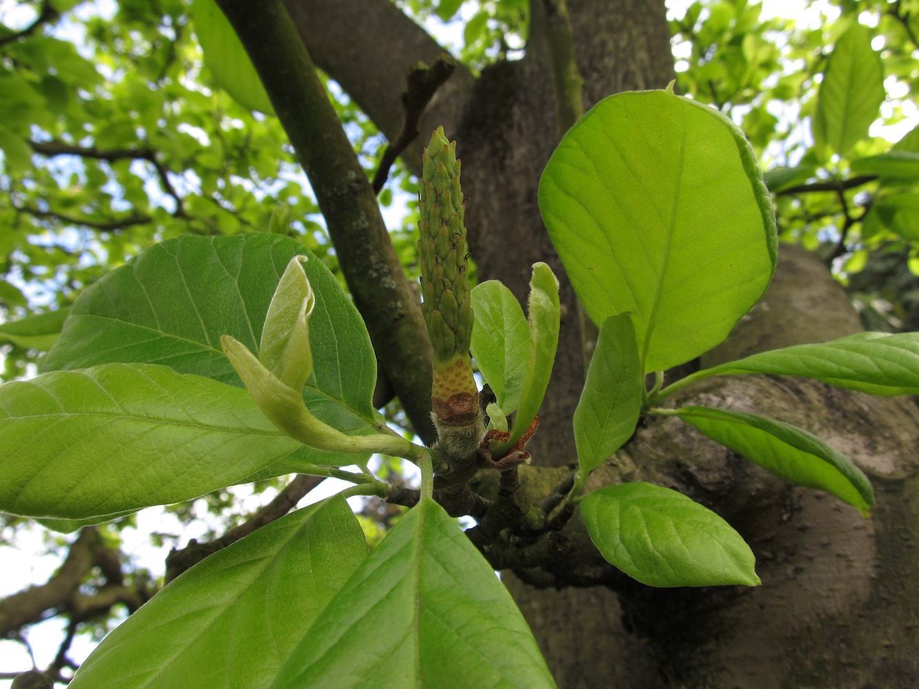 Image of Magnolia &times; soulangeana specimen.