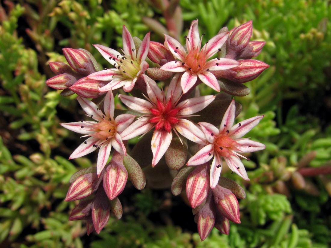 Изображение особи Sedum hispanicum.