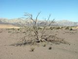 Haloxylon persicum. Высохшее растение. Израиль, Эйлатские горы, щебенисто-песчаная пустыня. 02.06.2012.