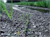 Phragmites australis