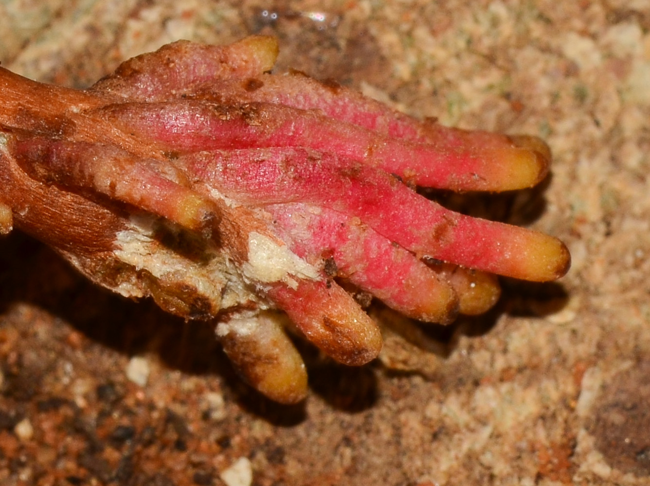 Image of Ficus benghalensis specimen.