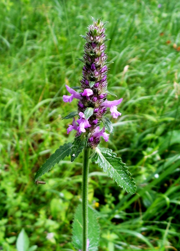 Изображение особи Betonica officinalis.