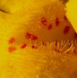 Mimulus guttatus. Внутреняя часть цветка (увеличено). Германия, г. Кемпен, у кромки пашни. 02.07.2012.