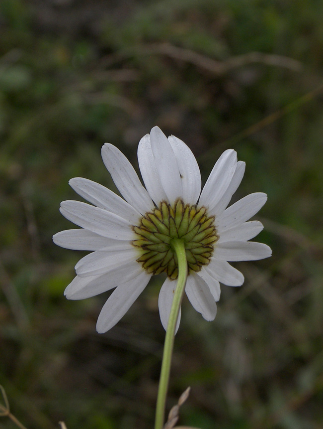 Image of Leucanthemum vulgare specimen.