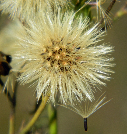 Изображение особи Hieracium umbellatum.