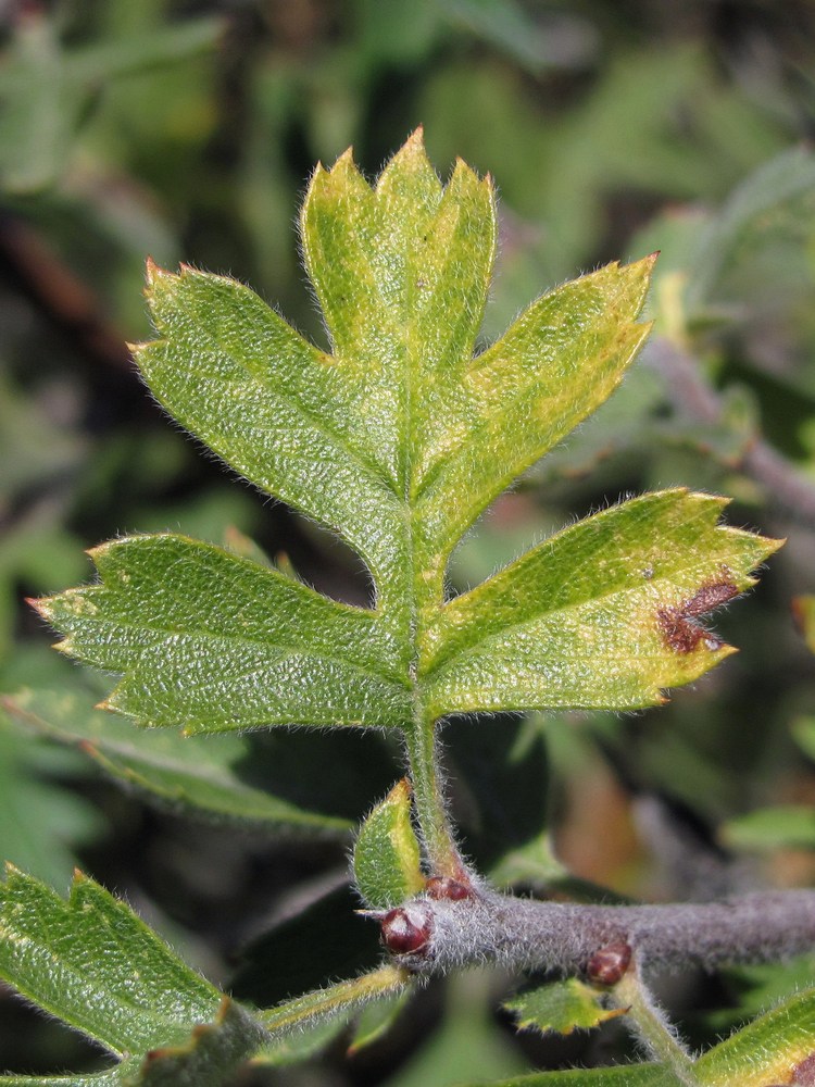 Image of Crataegus &times; tournefortii specimen.