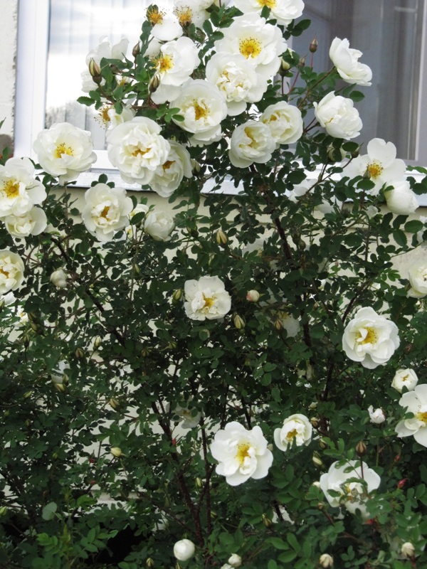 Image of Rosa spinosissima specimen.