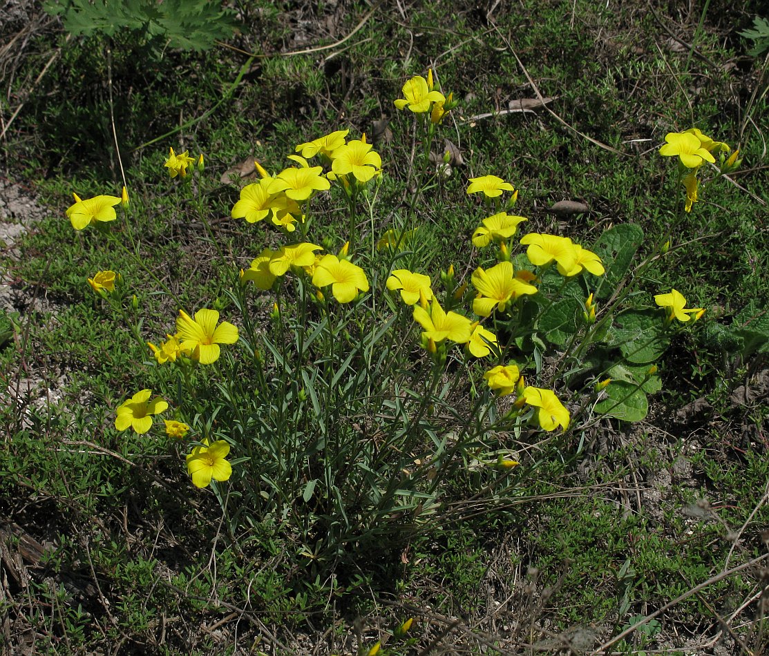 Изображение особи род Linum.