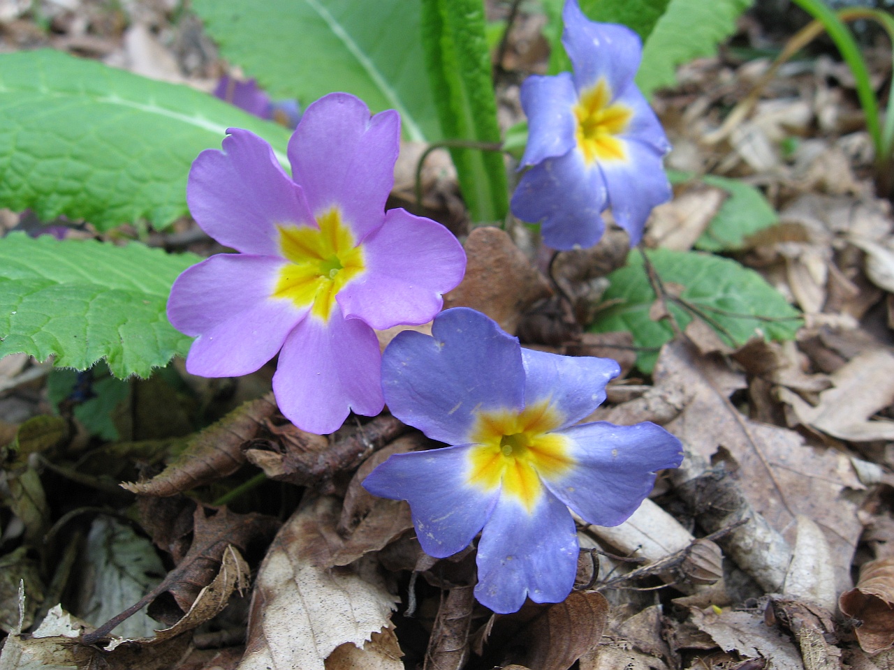 Image of Primula vulgaris specimen.