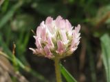 Trifolium fragiferum. Соцветие. Украина, г. Запорожье, возле Гребного канала. 01.08.2012.