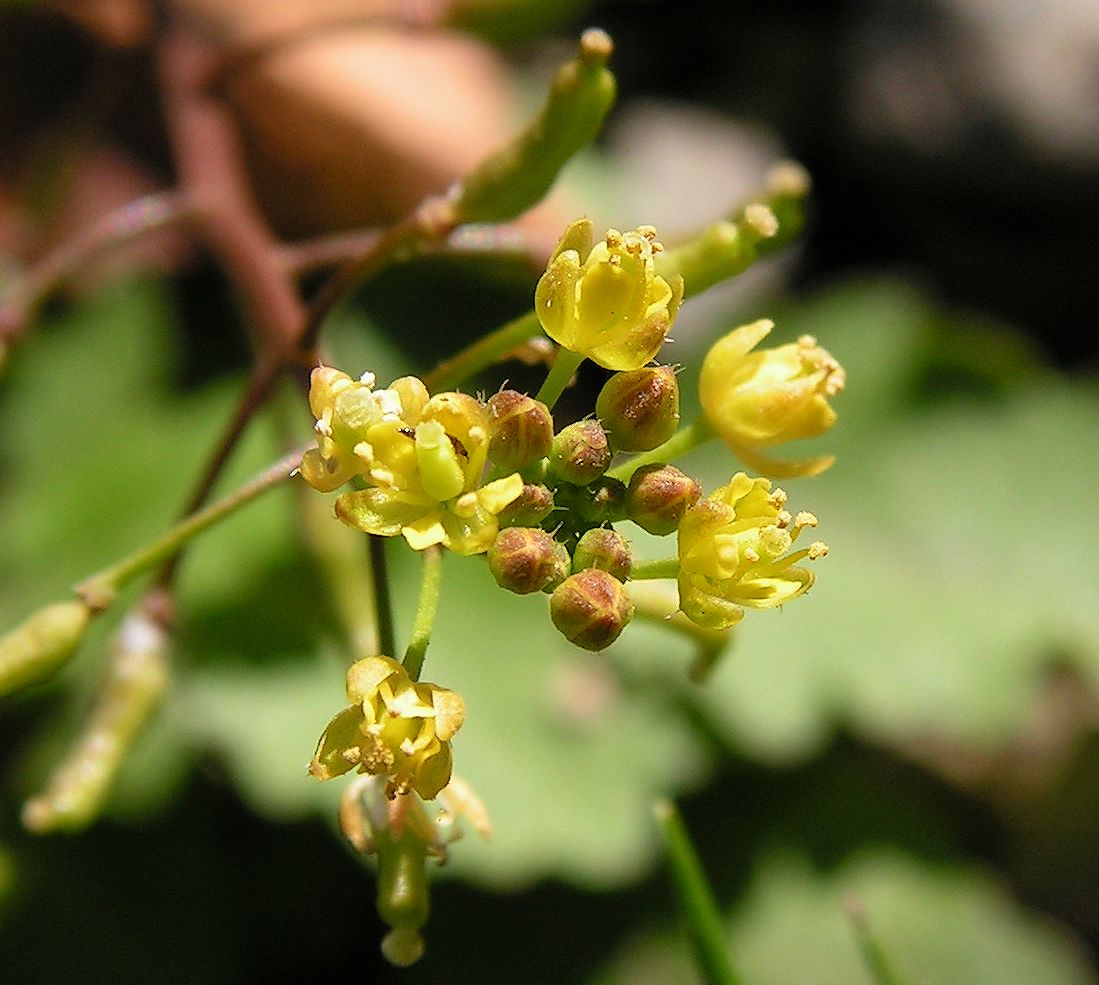 Изображение особи Rorippa palustris.