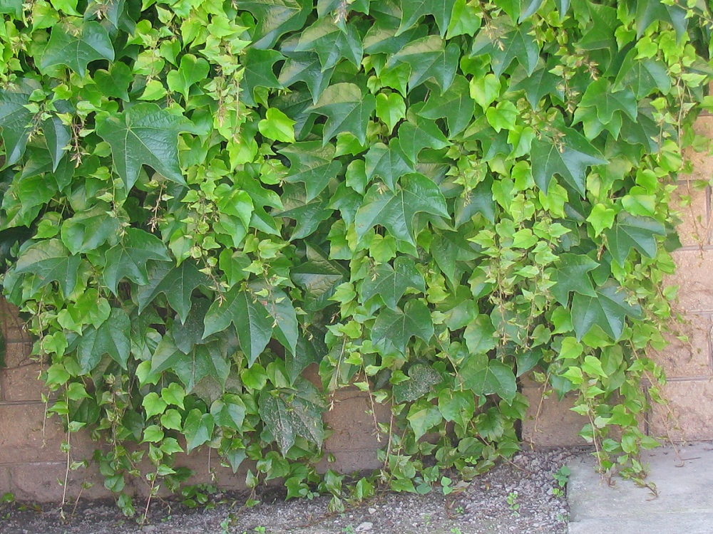 Image of Parthenocissus tricuspidata specimen.