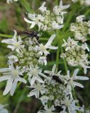 Heracleum dissectum