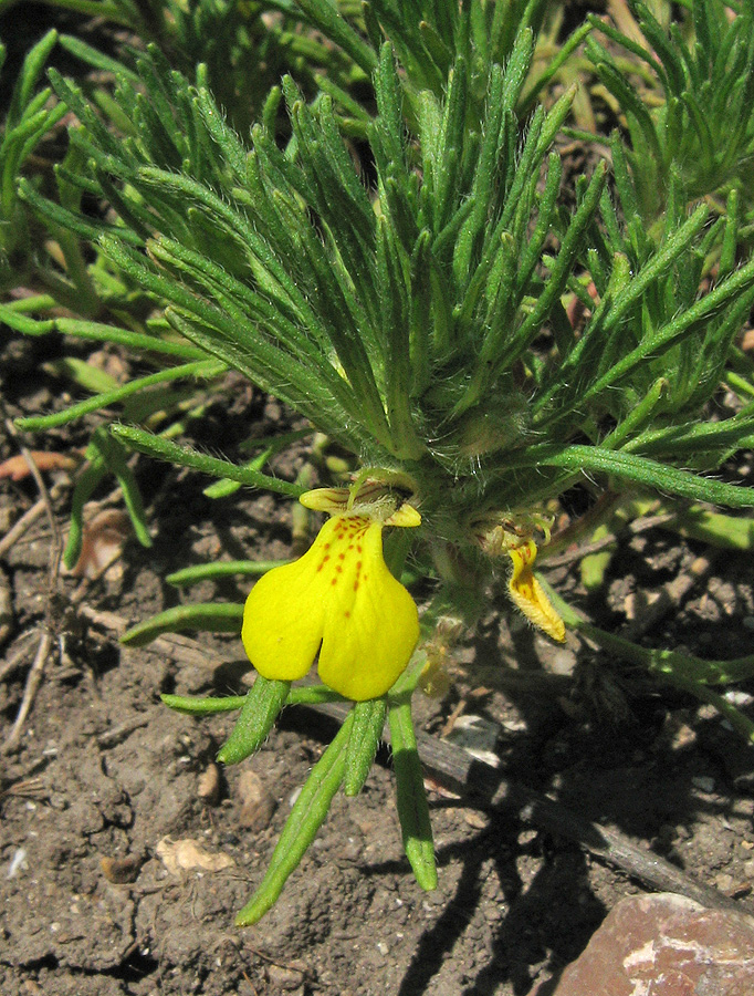 Image of Ajuga chia specimen.