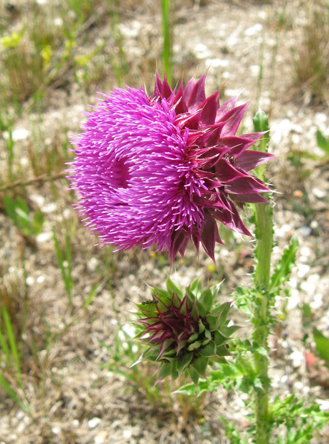 Image of Carduus thoermeri specimen.