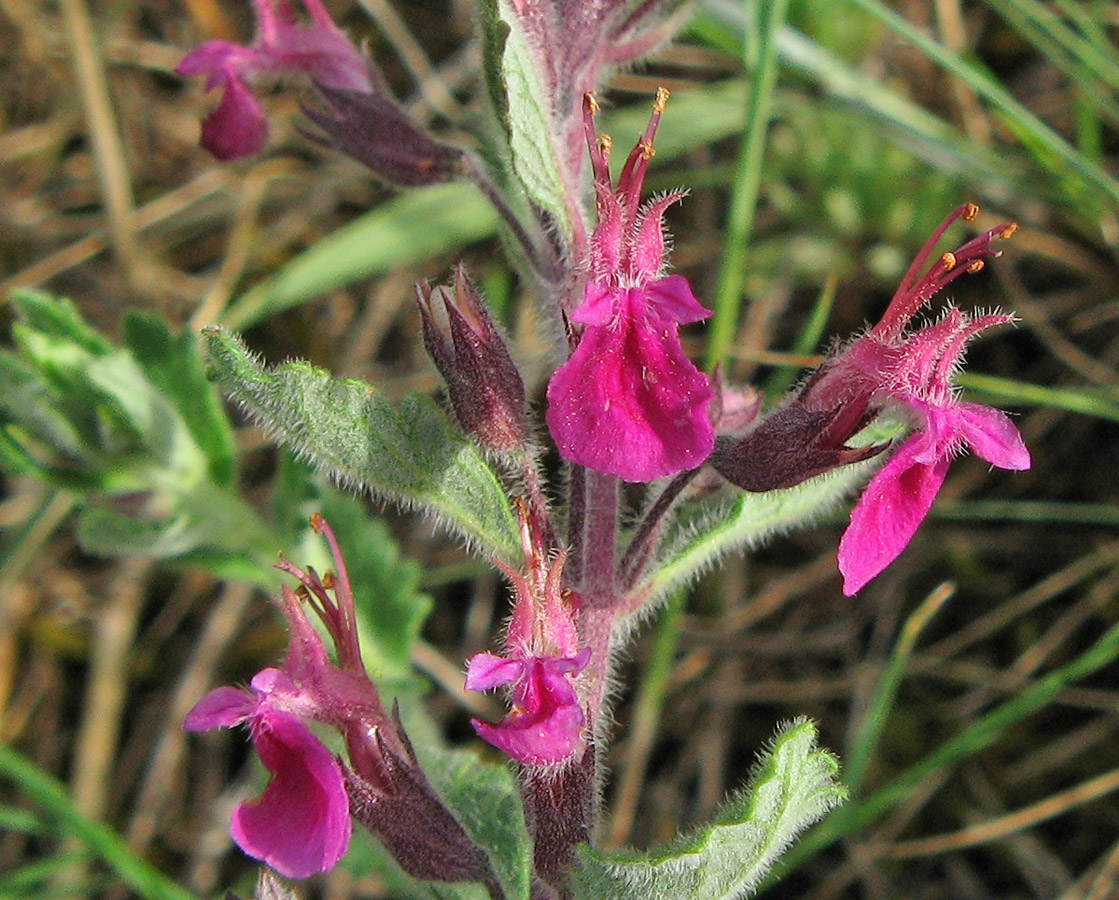 Изображение особи Teucrium chamaedrys.