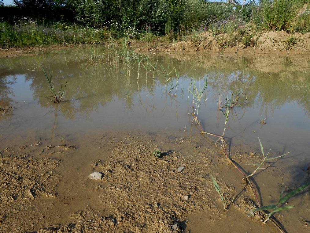 Image of Phragmites australis specimen.