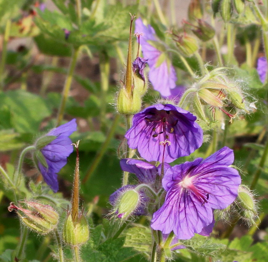 Image of genus Geranium specimen.