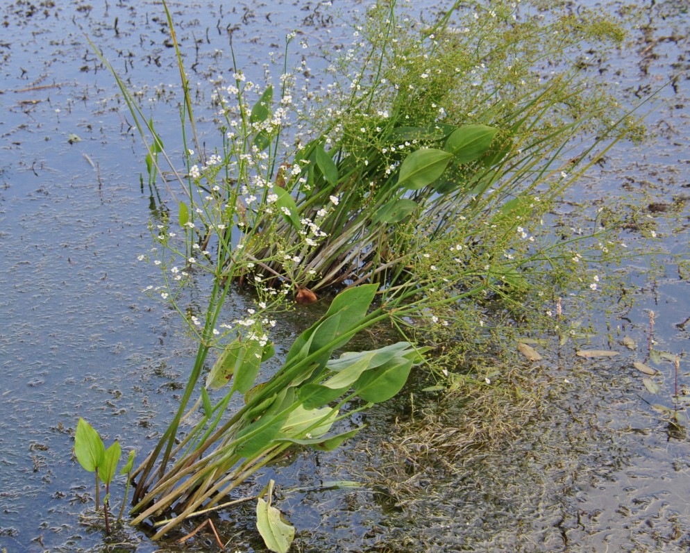 Изображение особи Alisma plantago-aquatica.