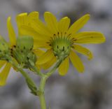 Senecio squalidus