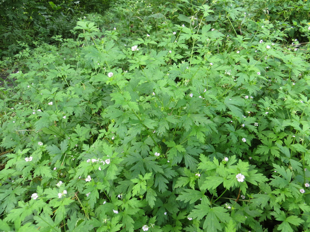 Image of Geranium sibiricum specimen.