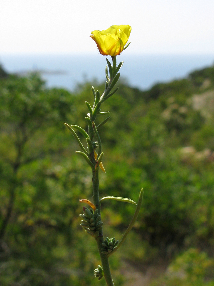 Image of Fumana procumbens specimen.