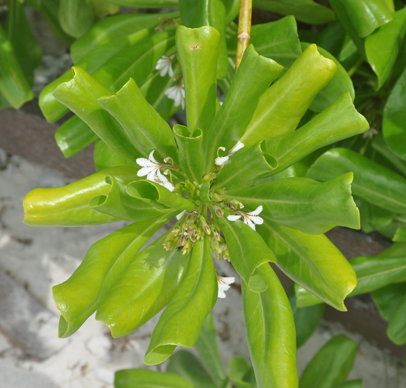 Image of Scaevola taccada specimen.