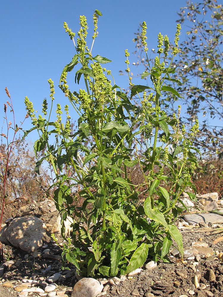 Image of Mercurialis annua specimen.