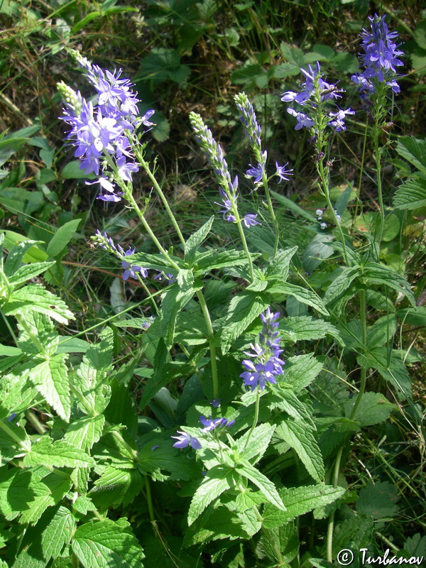 Image of Veronica teucrium specimen.