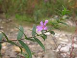 Lythrum virgatum. Верхушка побега с цветком. Краснодарский край, Крымский р-н, окр. станицы Неберджаевская, р. Богого, галечник. 17.09.2013.