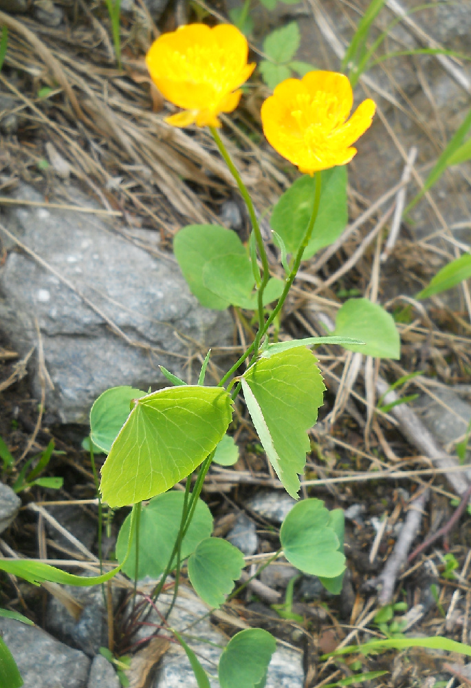 Image of Ranunculus subtilis specimen.