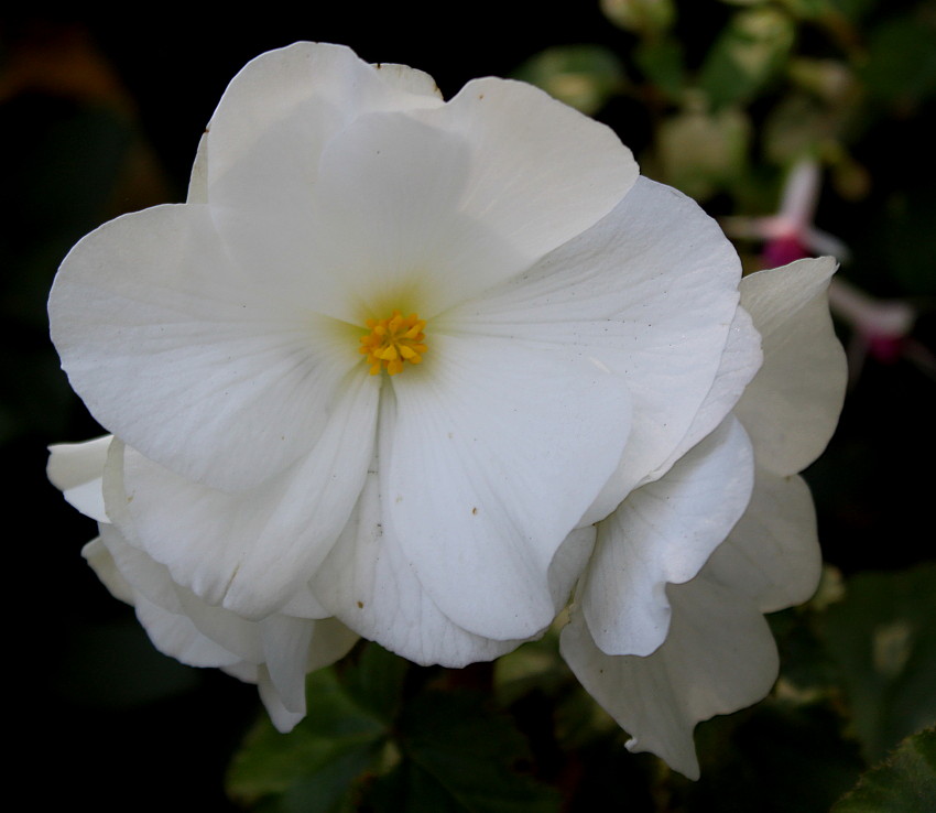 Image of Begonia &times; tuberhybrida specimen.