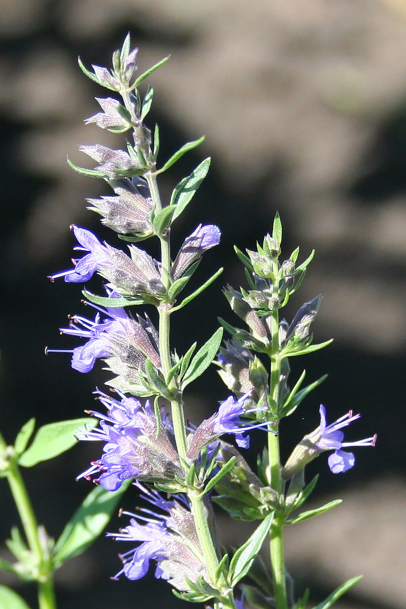 Изображение особи Hyssopus officinalis.