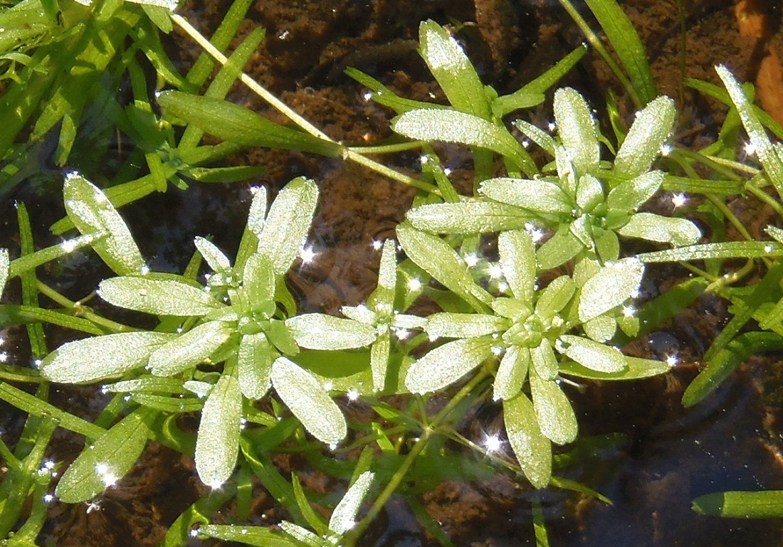 Image of genus Callitriche specimen.