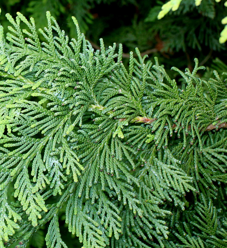 Изображение особи Thuja koraiensis.