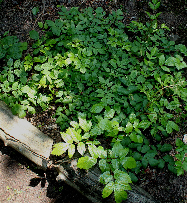 Image of Astilbe taquetii specimen.