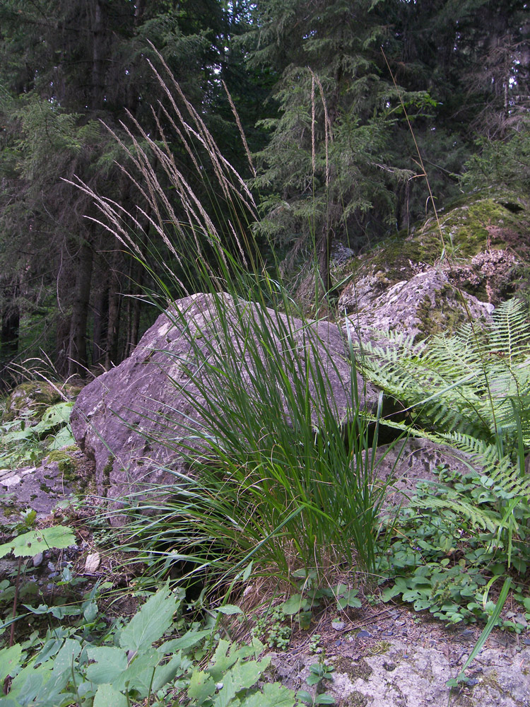 Image of Agrostis planifolia specimen.