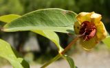 Hypericum calycinum