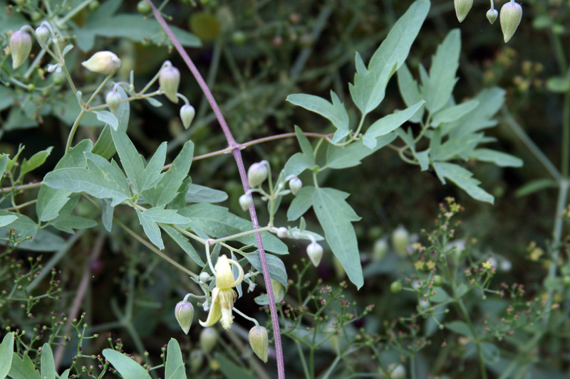 Изображение особи Clematis orientalis.