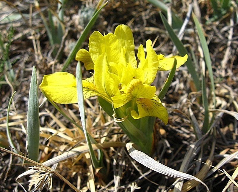 Изображение особи Iris humilis.