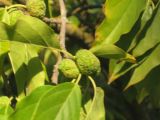 Maclura pomifera