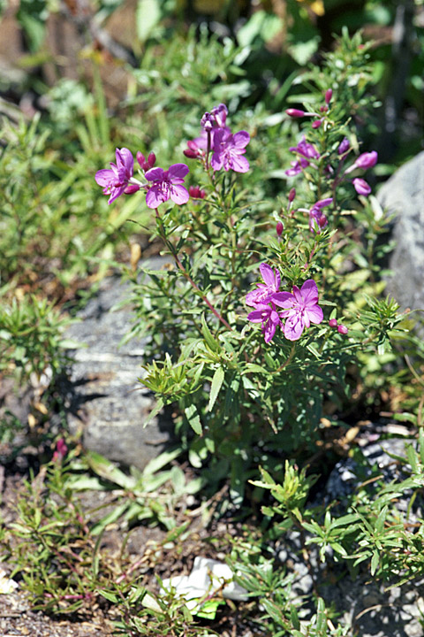 Image of Chamaenerion colchicum specimen.