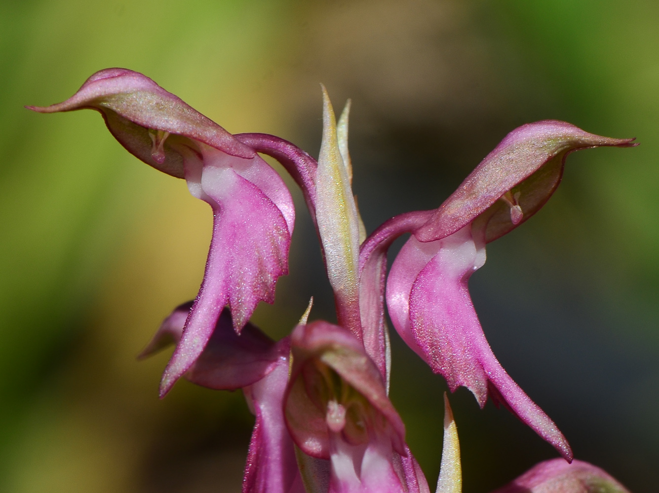 Image of Anacamptis sancta specimen.