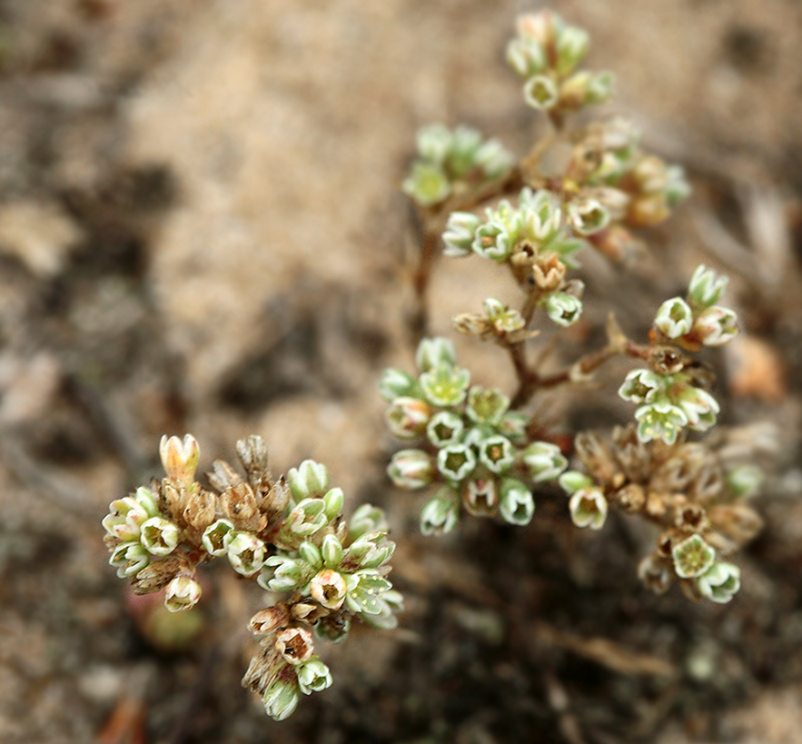 Image of Scleranthus perennis specimen.