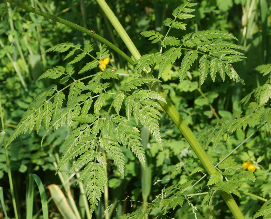 Image of Anthriscus sylvestris specimen.