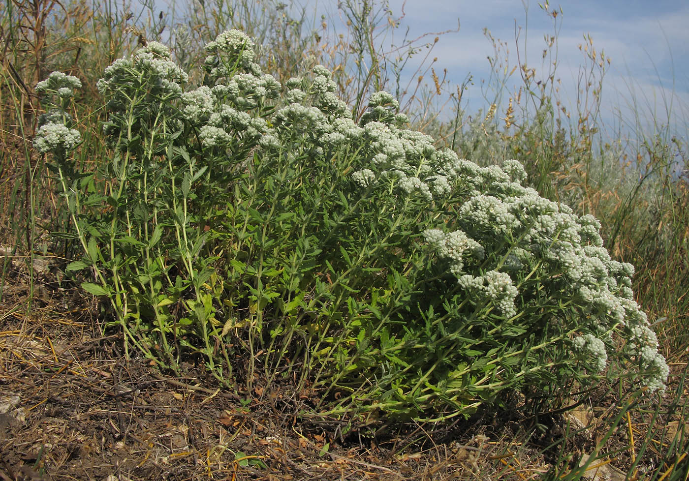 Image of Teucrium capitatum specimen.