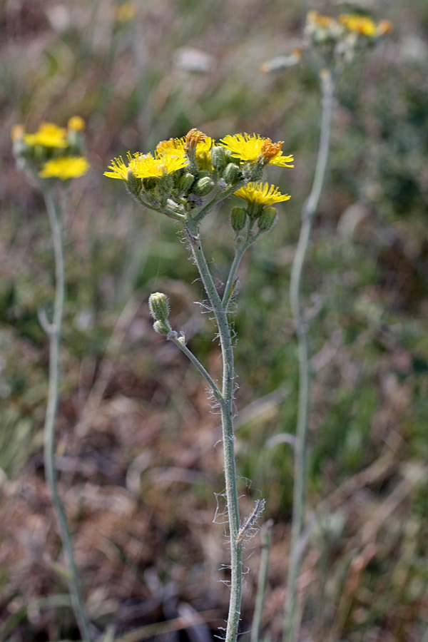 Image of Pilosella echioides specimen.