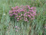 Dianthus versicolor. Цветущие растения на лугу. Иркутская обл., Иркутский р-н, окр. с. Смоленщина. 24.07.2014.