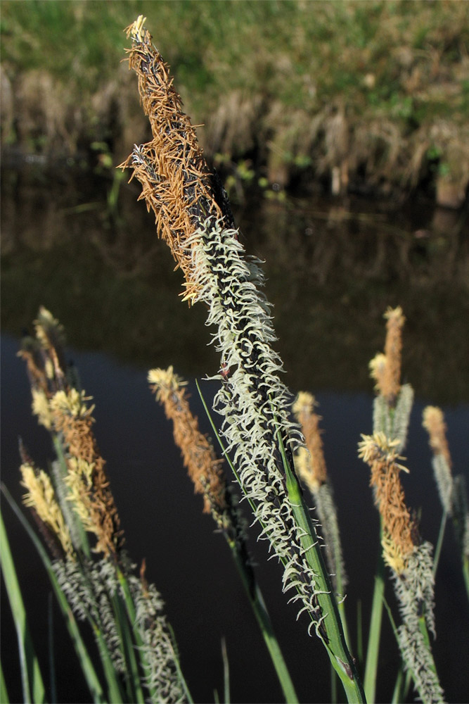 Image of Carex elata specimen.